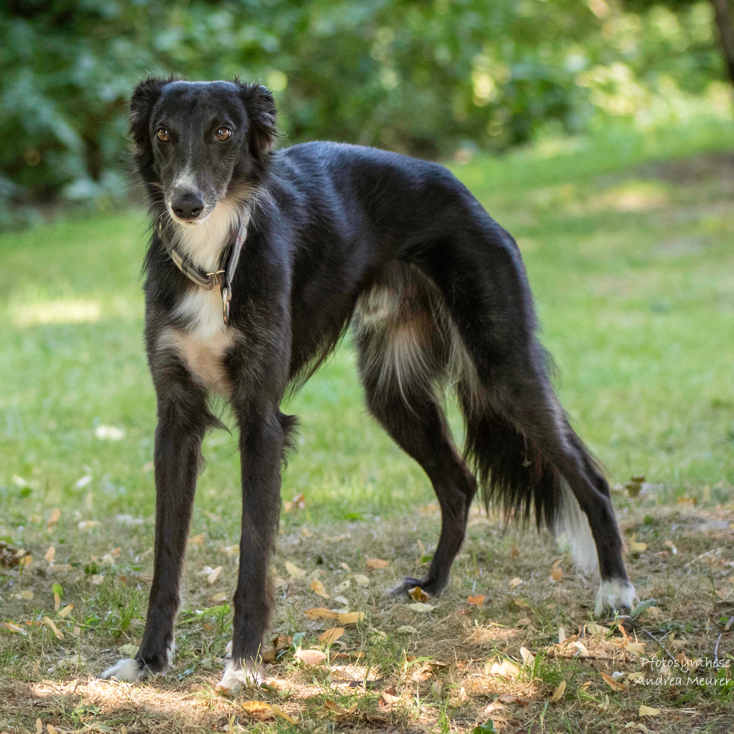 Ferdi